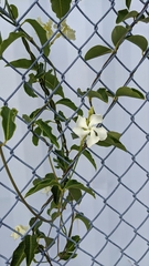 Echites umbellatus