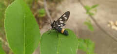 Amata phegea