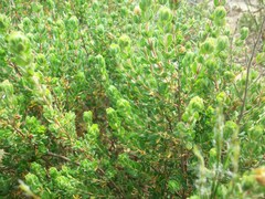 Cliffortia polygonifolia