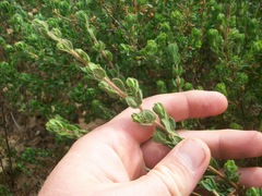 Cliffortia polygonifolia