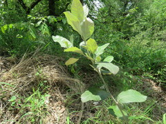 Brachylaena rotundata