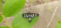 Amata phegea