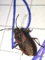 Arocatus melanocephalus