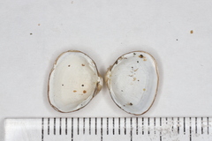 Sphaerium striatinum