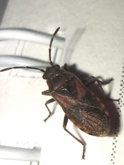 Arocatus melanocephalus