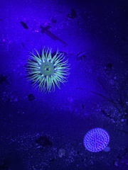 Anthopleura artemisia