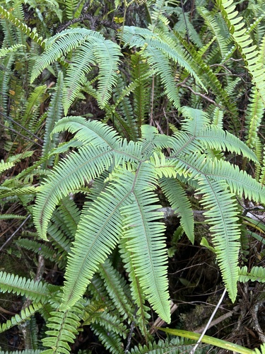 Sticherus owhyhensis observed 2022-11-09