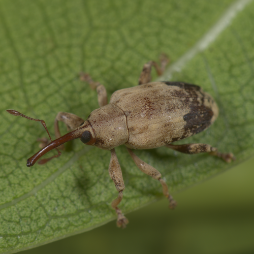 Ceratopus crassipes · iNaturalist Canada