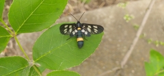 Amata phegea
