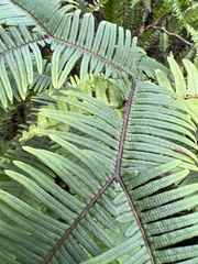 Sticherus owhyhensis