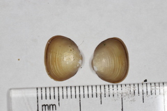 Sphaerium striatinum