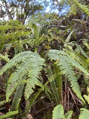 Sticherus owhyhensis