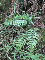 Asplenium insiticium