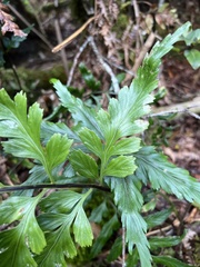 Asplenium insiticium