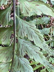 Asplenium insiticium