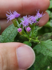 Chromolaena odorata