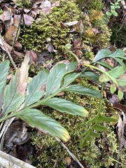 Asplenium insiticium