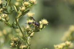Zethus nigricornis