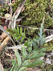 Asplenium insiticium