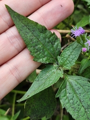 Chromolaena odorata