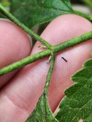 Chromolaena odorata