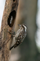 Yungipicus moluccensis