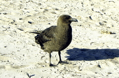 Stercorarius antarcticus