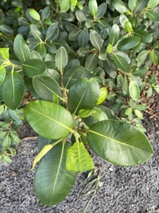 Magnoliopsida