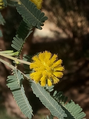 Vachellia nilotica