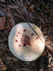 Clarkeinda trachodes