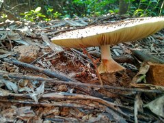 Clarkeinda trachodes