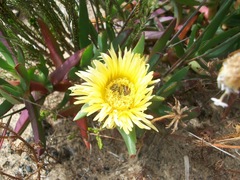 Carpobrotus edulis edulis
