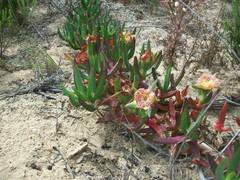 Carpobrotus edulis edulis