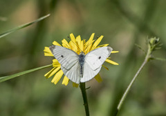 Pieris rapae