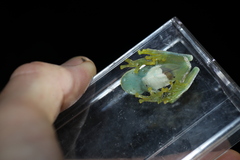 Sachatamia albomaculata