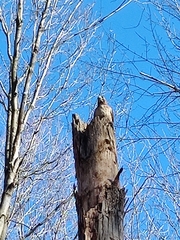 Buteo jamaicensis