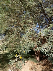 Vachellia nilotica
