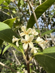 Osmanthus fragrans