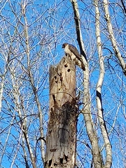 Buteo jamaicensis