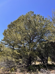 Pinus flexilis