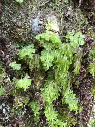 Hymenophyllum recurvum observed 2022-11-09
