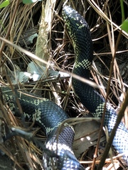 Lampropeltis getula