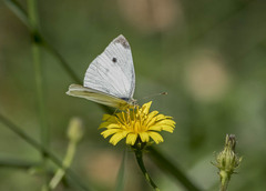 Pieris rapae