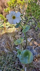 Ranunculus lyallii