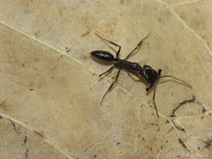 Odontomachus haematodus