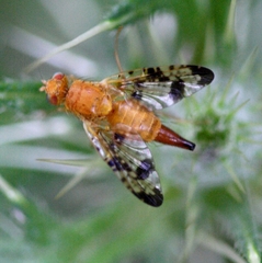 Xyphosia miliaria