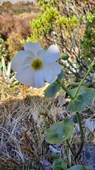 Ranunculus lyallii