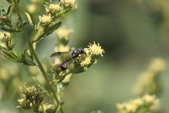 Zethus nigricornis