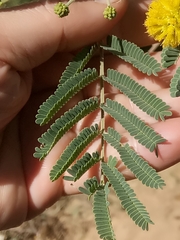Vachellia nilotica