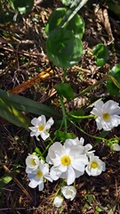 Ranunculus lyallii